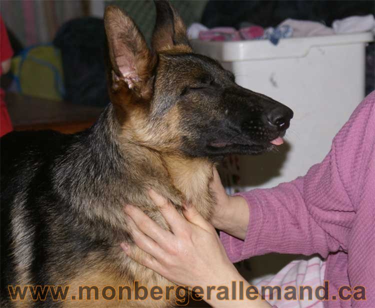 Nos chiens Berger Allemand - Avril 2011