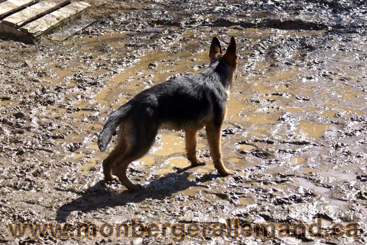Photos de nos berger allemand mois Avril 2011