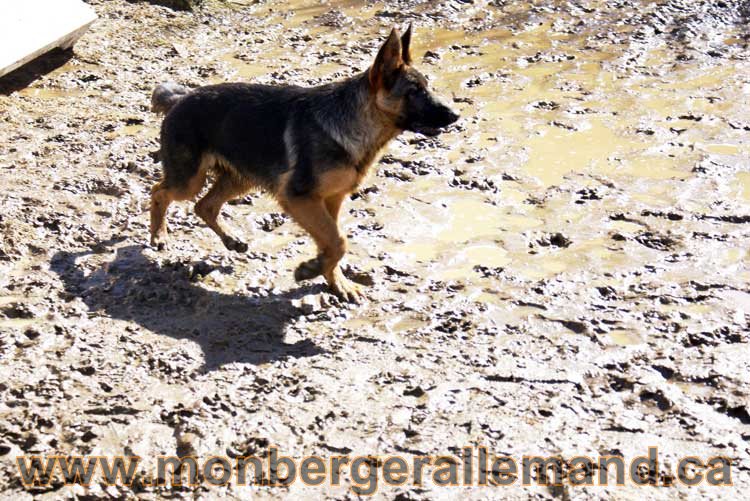 Photos de nos berger allemand mois Avril 2011
