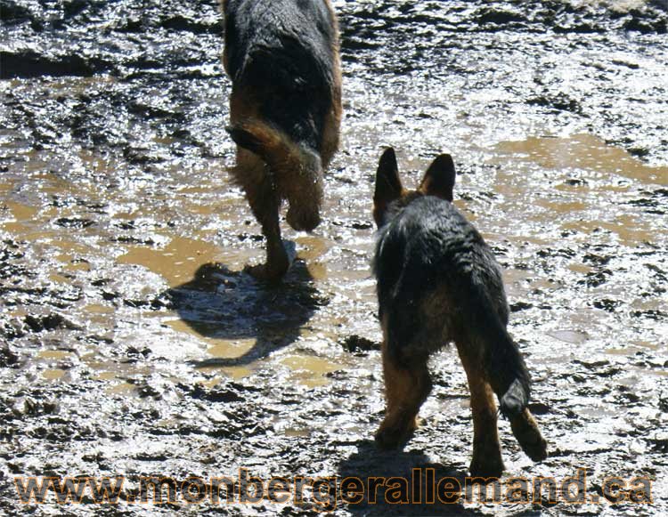 Photos de nos berger allemand mois Avril 2011