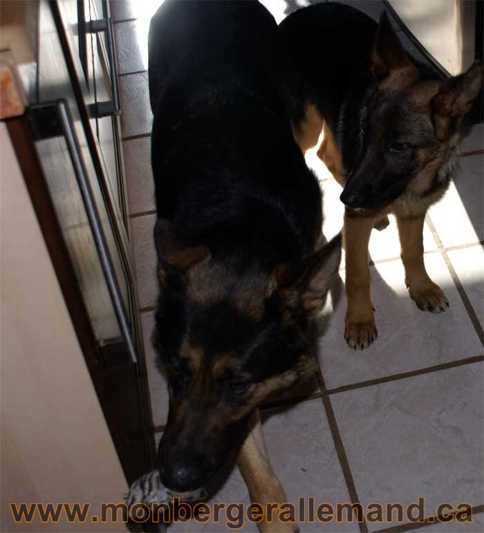 Berger allemand - Chiots et chien de grand cru