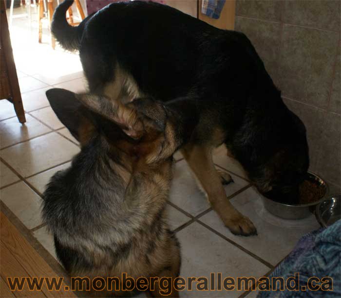 Berger allemand - Chiots et chien de grand cru