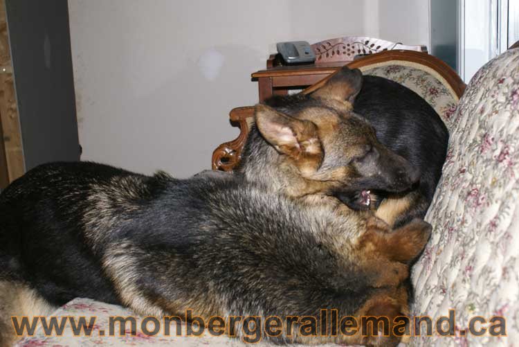 Berger allemand - Chiots et chien de grand cru