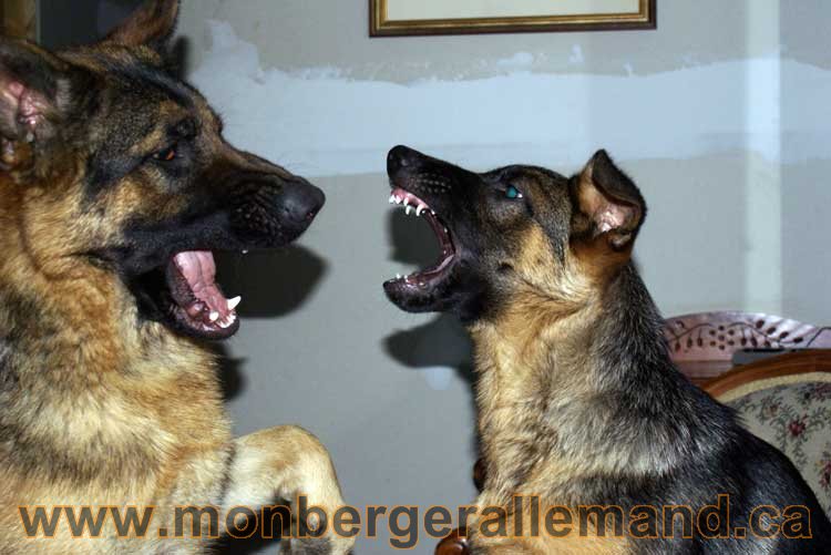 Berger allemand - Chiots et chien de grand cru