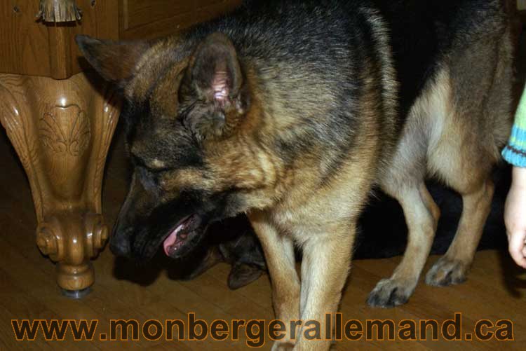 Berger allemand - Chiots et chien de grand cru