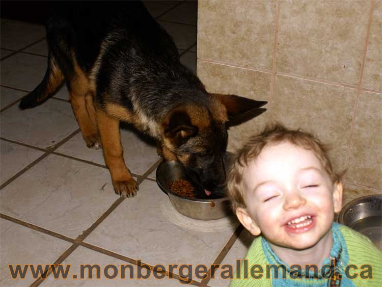 Berger allemand - Chiots et chien de grand cru