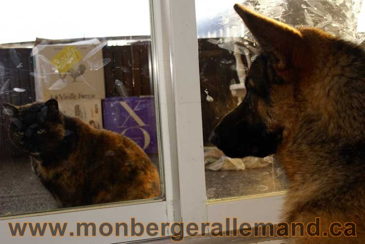 Berger allemand - Chiots et chien de grand cru