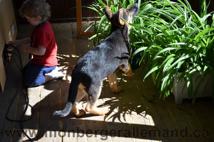 Rose - Teyla, Chiot Femelle de Kenya et Vidal né le 7 juin 2011