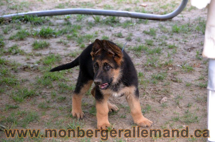 Chiot berger allemand male - 4 Aout 2011