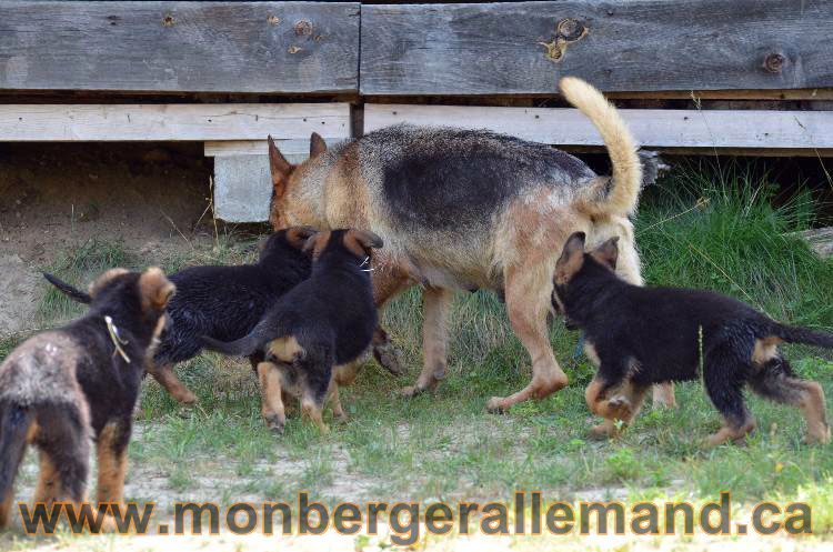 Les chiens et les Chiots berger allemand !