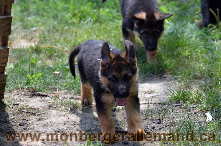 Les chiens et les Chiots berger allemand !