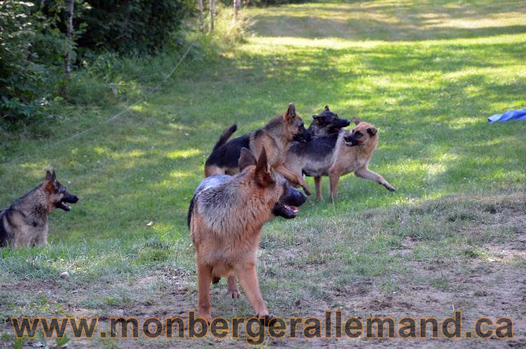 Les chiens et les Chiots berger allemand !