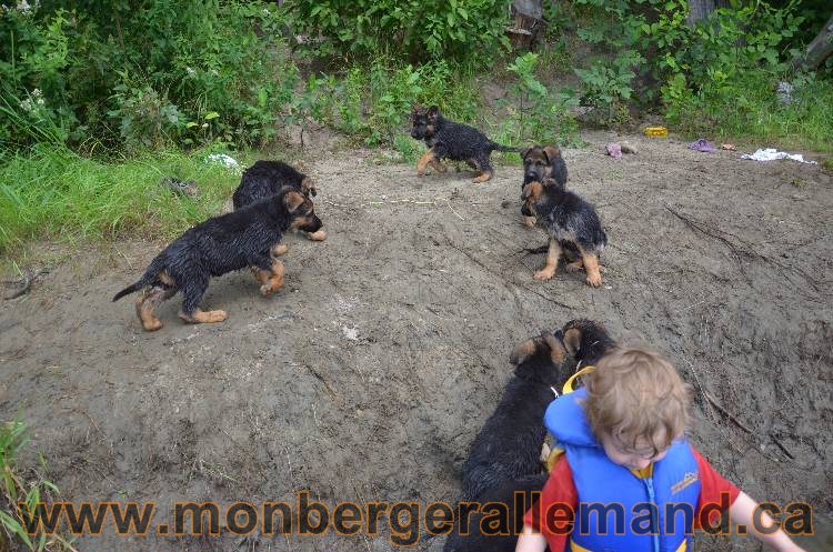 Les chiots a Kenya, Il vont bientôt nous quitter !!!!