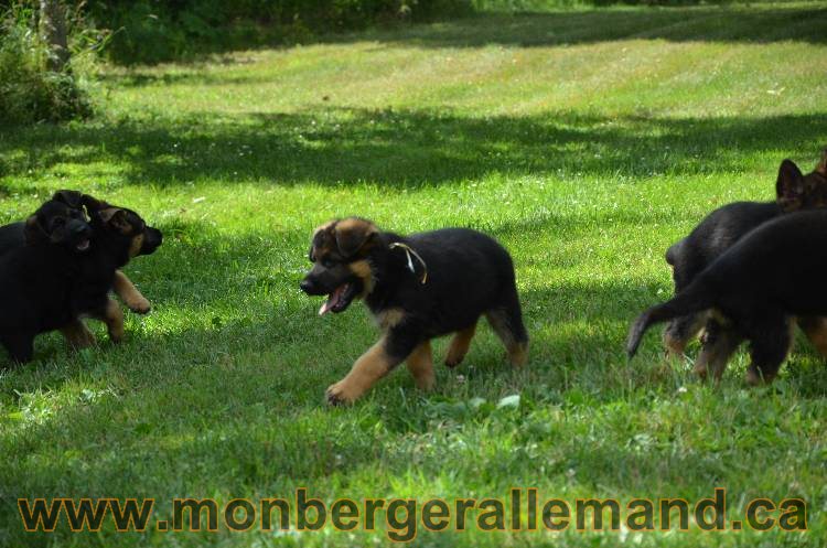 Les chiots a Kenya !