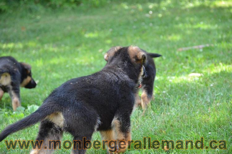 Les chiots a Kenya !