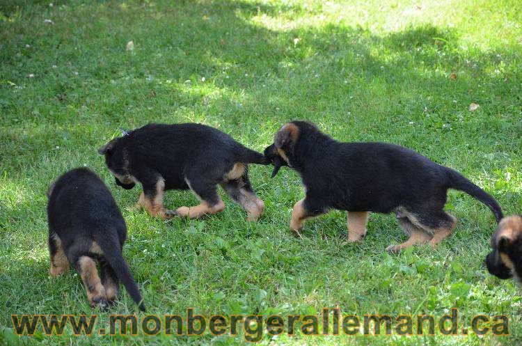 Les chiots a Kenya !