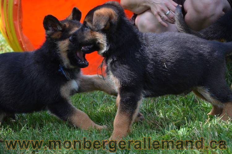 Les chiots a Kenya !