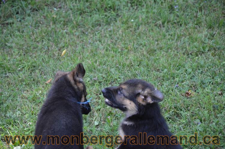 Les chiots a Kenya !