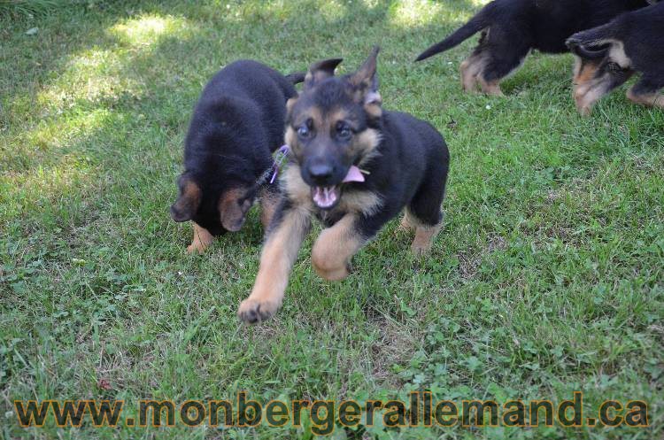 Les chiots a Kenya !