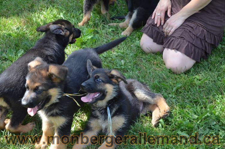 Les chiots a Kenya !