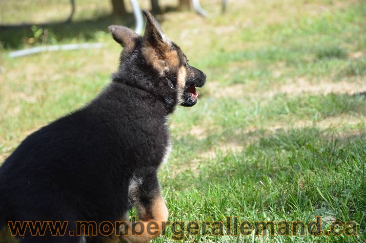 Les chiots a Kenya !