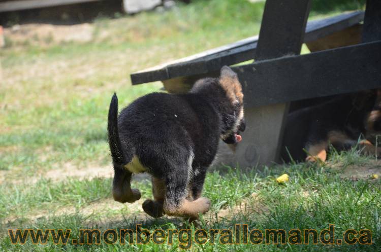Les chiots a Kenya !