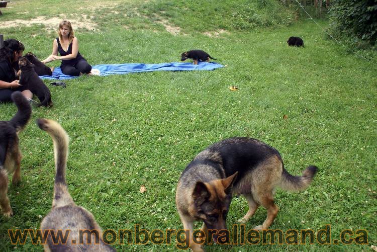 Chiots berger allemand a Kenya 25 juillet 2011