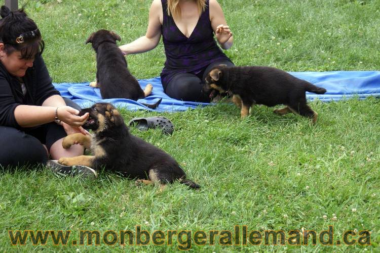 Chiots berger allemand a Kenya 25 juillet 2011