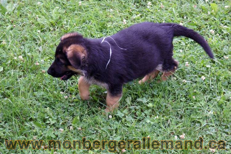 Chiots berger allemand a Kenya 25 juillet 2011