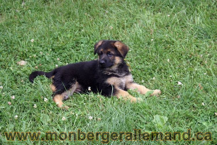 Chiots berger allemand a Kenya 25 juillet 2011