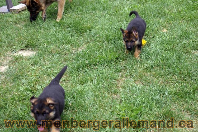 Chiots berger allemand a Kenya 25 juillet 2011