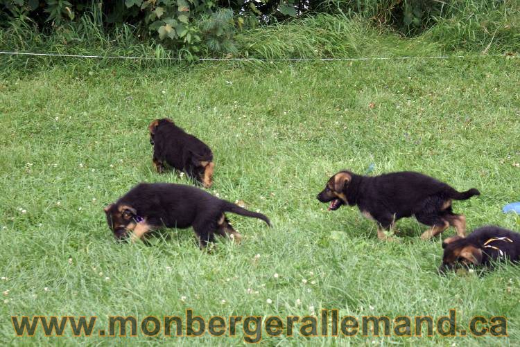 Chiots berger allemand a Kenya 25 juillet 2011