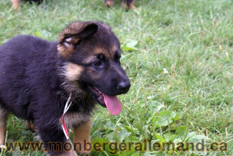 Chiots berger allemand a Kenya 25 juillet 2011