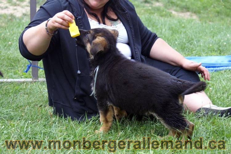 Chiots berger allemand a Kenya 25 juillet 2011