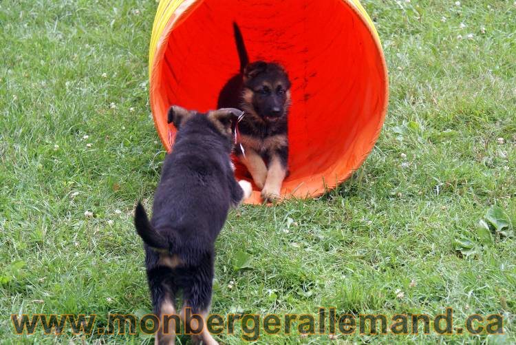 Chiots berger allemand a Kenya 25 juillet 2011