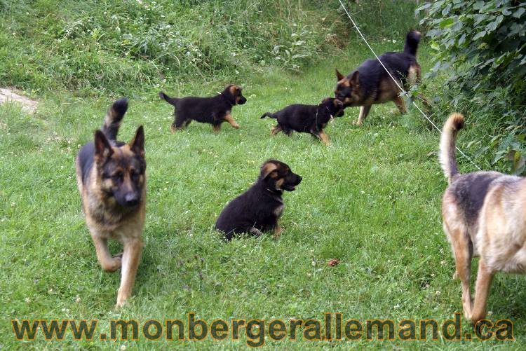 Chiots berger allemand a Kenya 25 juillet 2011