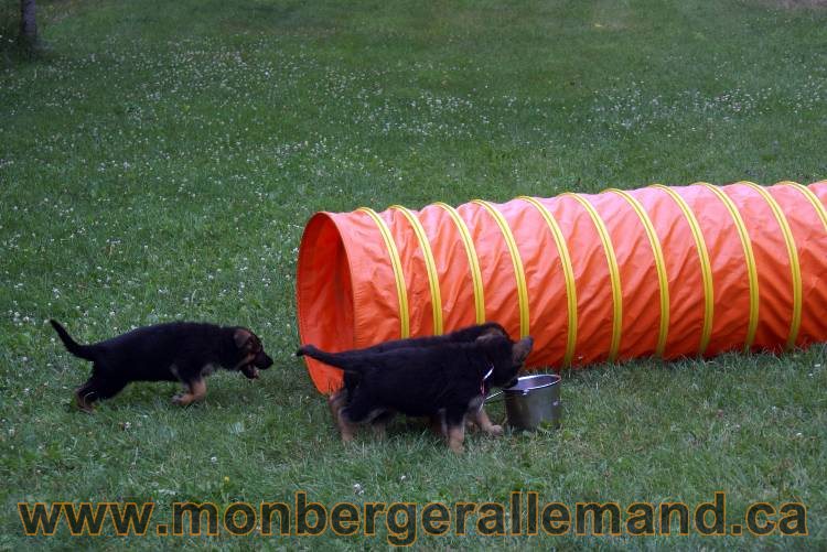 Chiots berger allemand a Kenya 25 juillet 2011