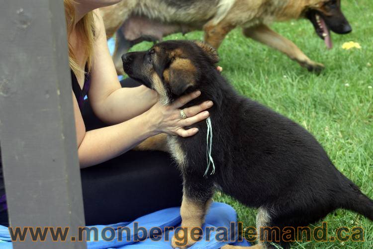 Chiots berger allemand a Kenya 25 juillet 2011