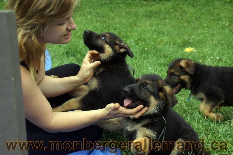 Chiots berger allemand a Kenya 25 juillet 2011