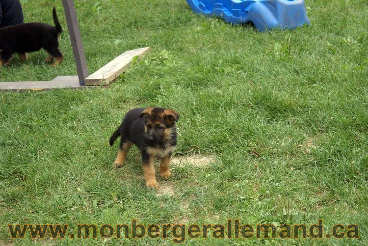 Chiots berger allemand a Kenya 25 juillet 2011