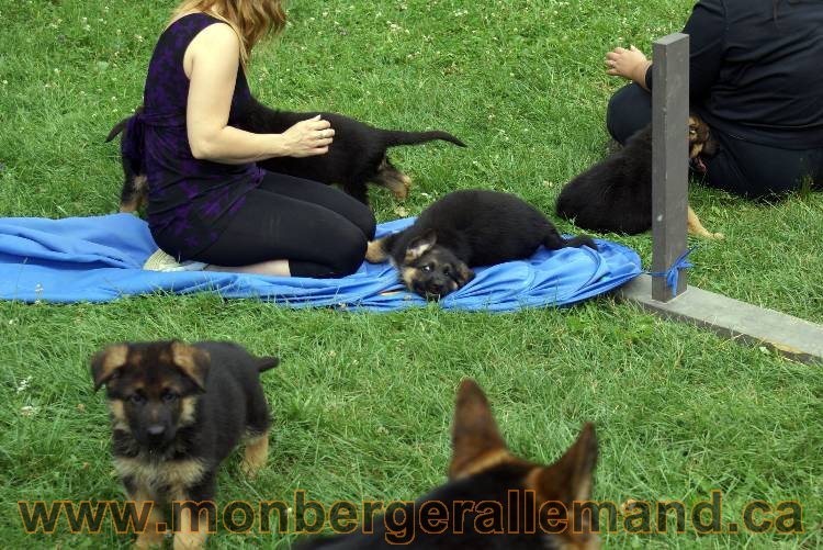 Chiots berger allemand a Kenya 25 juillet 2011