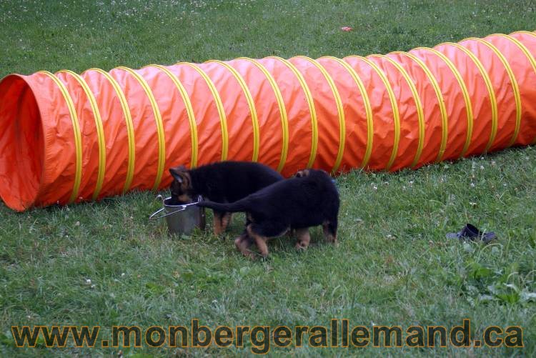 Chiots berger allemand a Kenya 25 juillet 2011