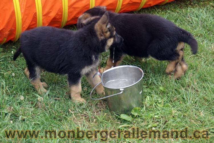 Chiots berger allemand a Kenya 25 juillet 2011
