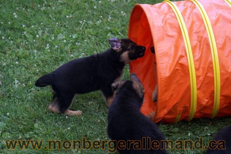 Chiots berger allemand a Kenya 25 juillet 2011