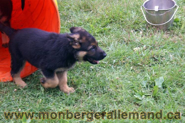 Chiots berger allemand a Kenya 25 juillet 2011
