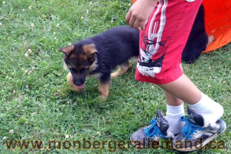 Chiots berger allemand a Kenya 25 juillet 2011