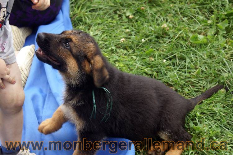 Chiots berger allemand a Kenya 25 juillet 2011