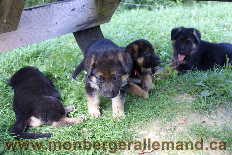 Chiots berger allemand a Kenya 25 juillet 2011