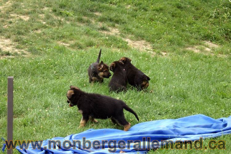 Chiots berger allemand a Kenya 25 juillet 2011