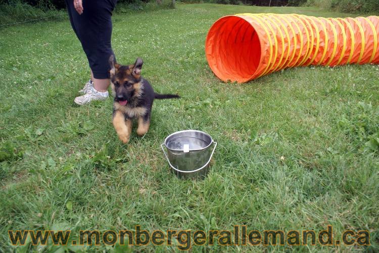 Chiots berger allemand a Kenya 25 juillet 2011